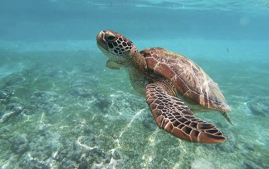 Turtle Island & Keri Caves Glass-Bottom Boat Tour